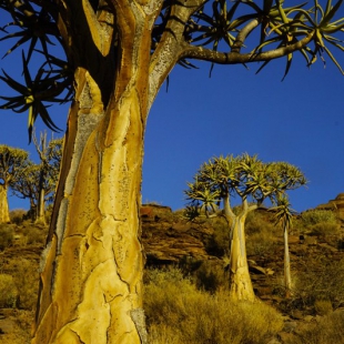 Aloe dichotoma